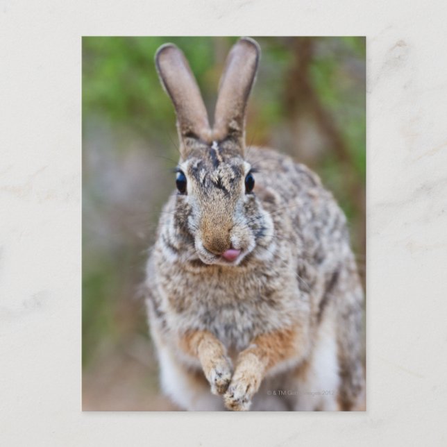 Texas Cottontail Kaninchen Postkarte (Vorderseite)