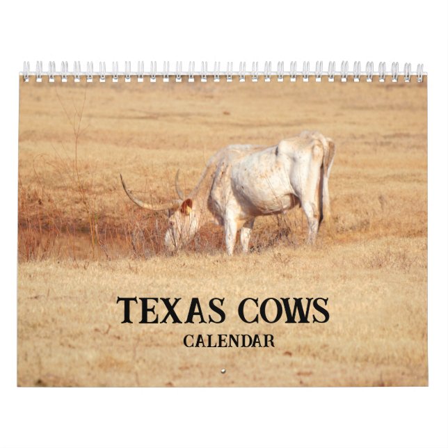 Texas Cows Fotokalender Kalender (Titelbild)