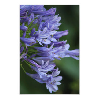 Texas Delight Fotodruck