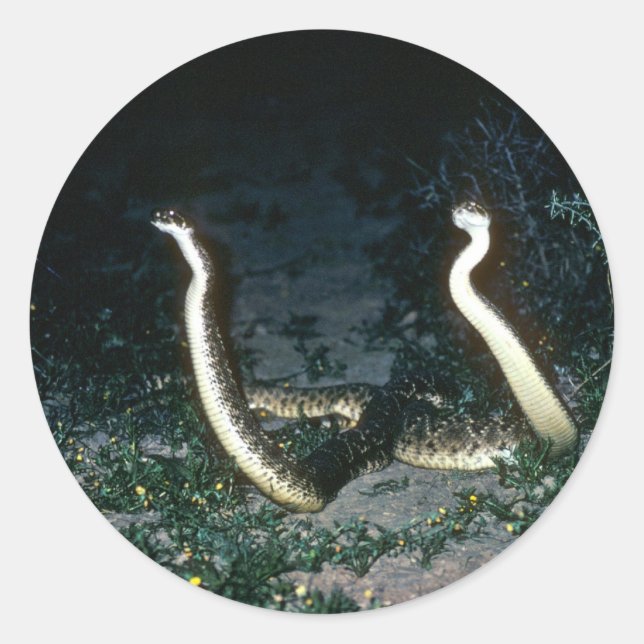 Texas Diamondback Rattlesnakes Runder Aufkleber (Vorderseite)