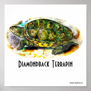 Texas-Diamondback-Terrapin Poster von Junglewalk