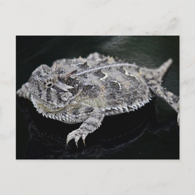 Texas Horned Lizard - Texas Staat Reptile Postkarte (Vorderseite)