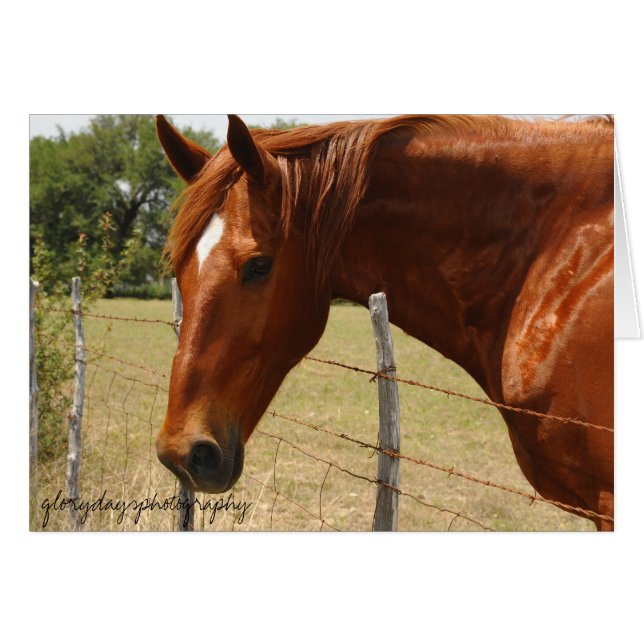 Texas-Hügel-Land-Pferd (Vorderseite (Horizontal))