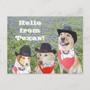 Texas Hunde in Bluebonnets Postkarte