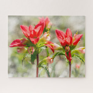 Texas Indian Paintbrush-Blumen auf weißem Hintergr Puzzle