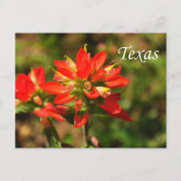 Texas Indian Paintbrush Wildblume Postcard