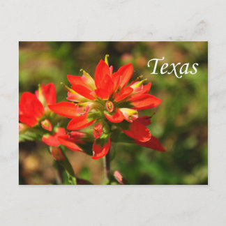 Texas Indian Paintbrush Wildblume Postcard Postkarte