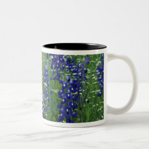 Texas, Lake Buchanan. Texas Blaue Lupine und Wild Zweifarbige Tasse