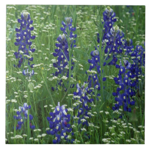 Texas, Lake Buchanan. Texas Bluebonnet und Wild Fliese