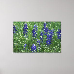 Texas, Lake Buchanan. Texas Bluebonnet und Wild Leinwanddruck