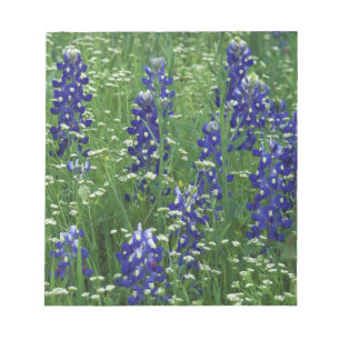 Texas, Lake Buchanan. Texas-Bluebonnet und Wild Notizblock