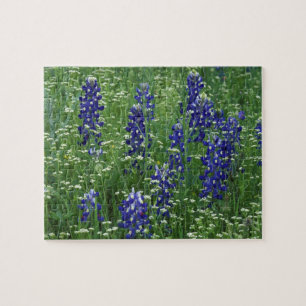 Texas, Lake Buchanan. Texas Bluebonnet und Wild Puzzle