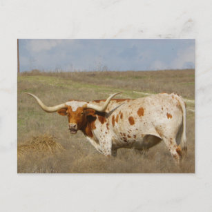 Texas Long Horn Postkarte
