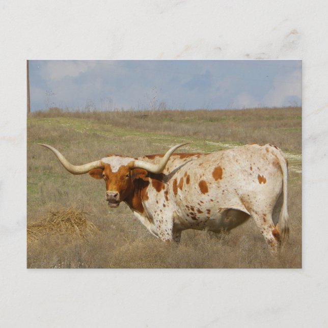 Texas Long Horn Postkarte (Vorderseite)
