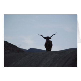 Texas Longhorn