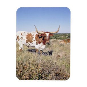 Texas Longhorn Breed (Foto) Magnet