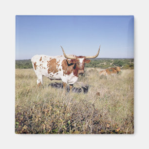 Texas Longhorn Breed (Foto) Magnet