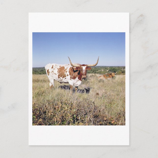 Texas Longhorn Breed (Foto) Postkarte (Vorderseite)