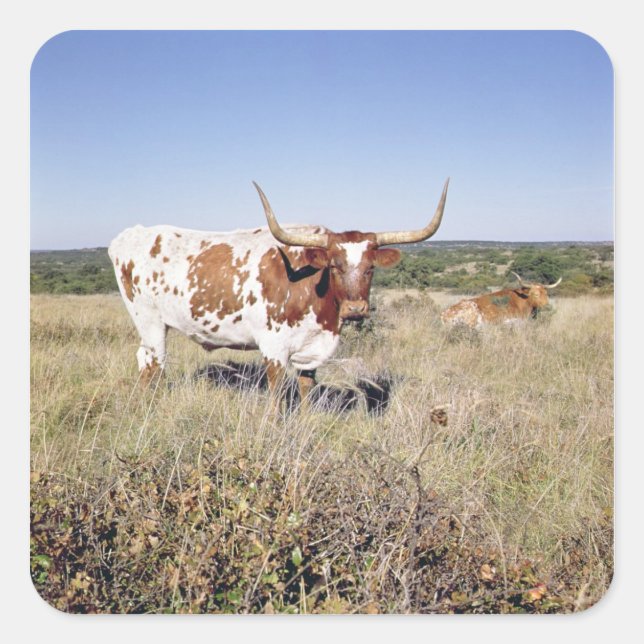 Texas Longhorn Breed (Foto) Quadratischer Aufkleber (Vorderseite)