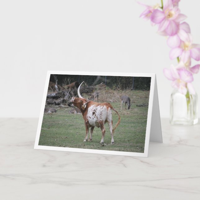 Texas Longhorn Cattle Karte (Orchidee)