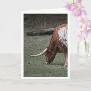 Texas Longhorn Cattle Karte