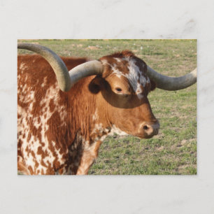 Texas Longhorn Closeup Postkarte