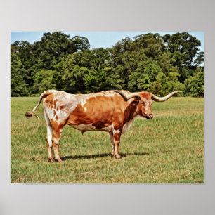 Texas Longhorn Kuh Fotografierende Kunst drucken Poster