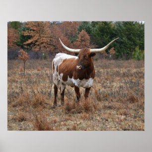 Texas Longhorn Kuh im Herbst Weidenfarm Art Poster