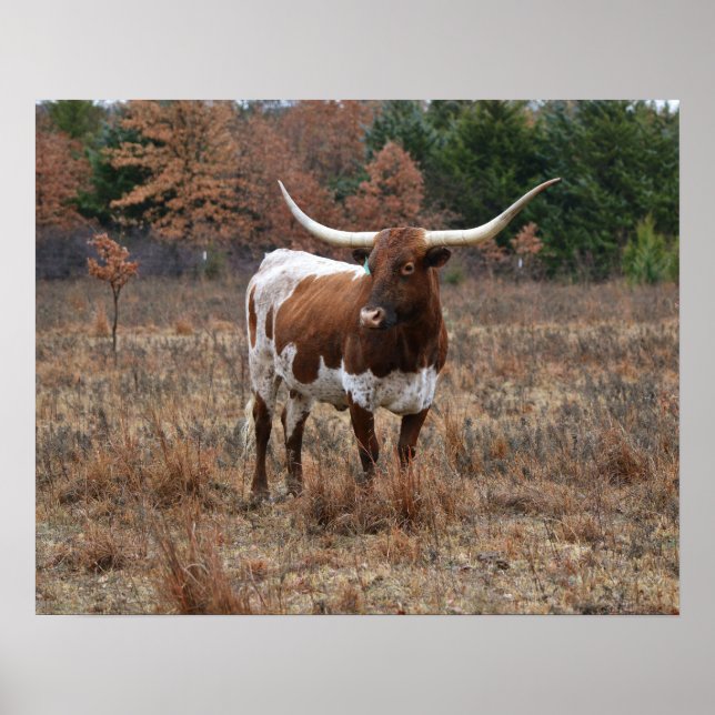 Texas Longhorn Kuh im Herbst Weidenfarm Art Poster (Vorne)