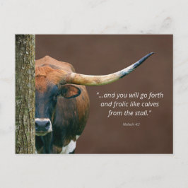 Texas Longhorn Kuh Postcard - leicht Personalisier Postkarte