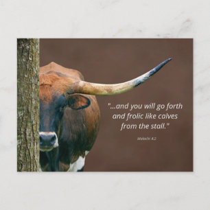 Texas Longhorn Kuh Postcard - leicht Personalisier Postkarte