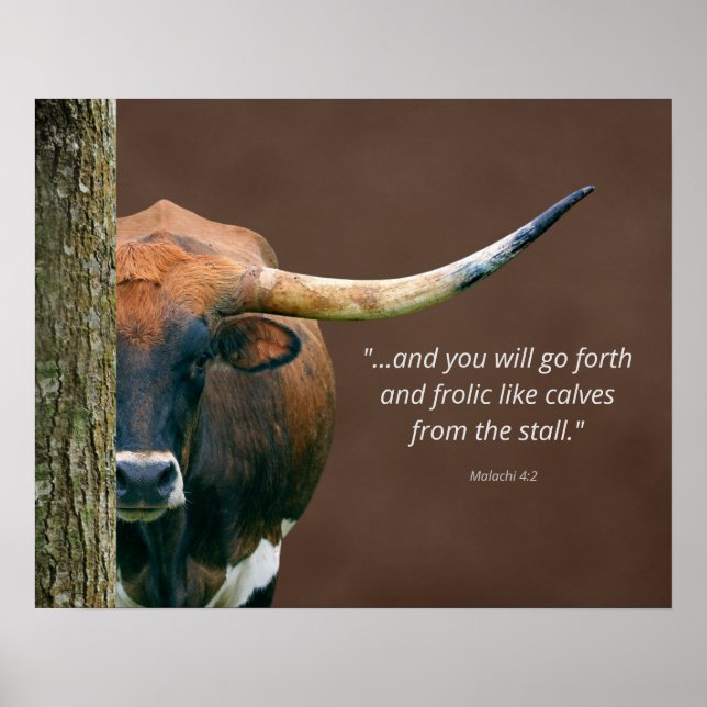 Texas Longhorn Kuh Poster - Anpassbare Aufnahme (Vorne)