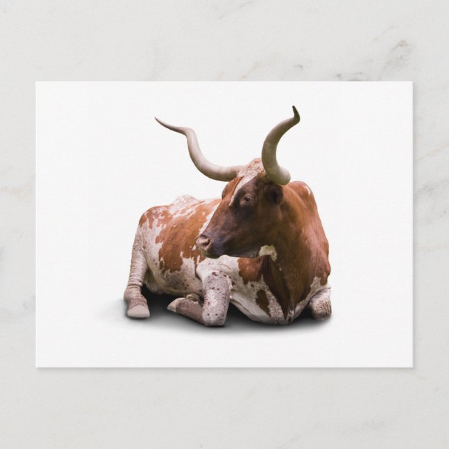 Texas Longhorn Postcard Postkarte (Vorderseite)