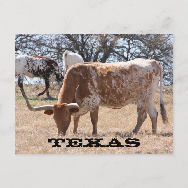 Texas Longhorn Postcard Postkarte (Vorderseite)