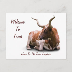 Texas Longhorn Postcard Postkarte