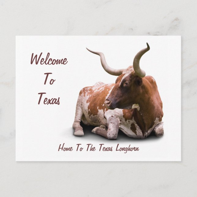 Texas Longhorn Postcard Postkarte (Vorderseite)