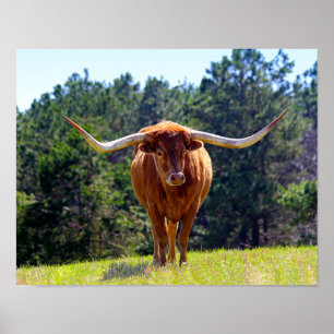 Texas Longhorn Poster