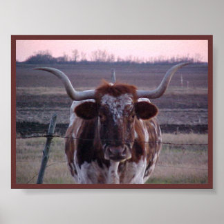 Texas Longhorn Poster