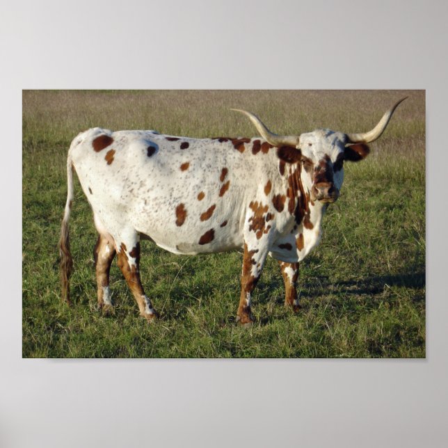 Texas Longhorn Poster (Vorne)