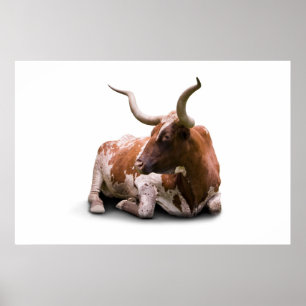 Texas Longhorn Poster Print
