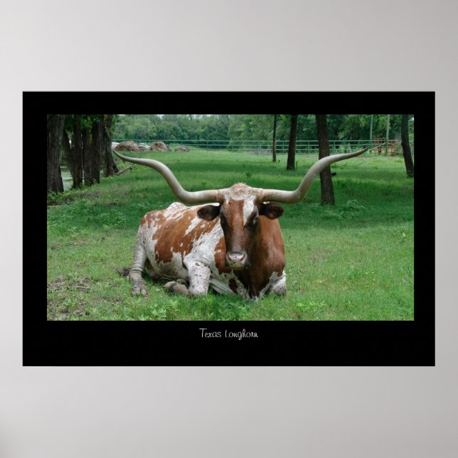 Texas Longhorn Poster Print (Vorne)