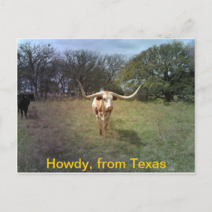 Texas Longhorn - Postkarte