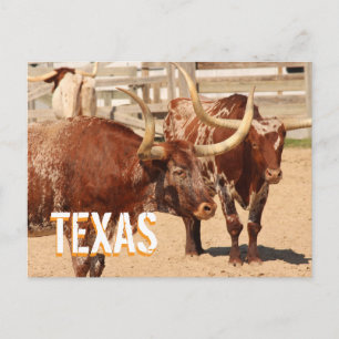 Texas Longhorn Reise Postkarte