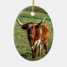Texas Longhorn Rind Kuh Foto Rustikal