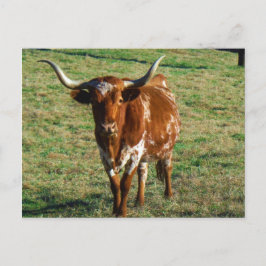 Texas Longhorn Rind Kuh Foto Rustikal Postkarte