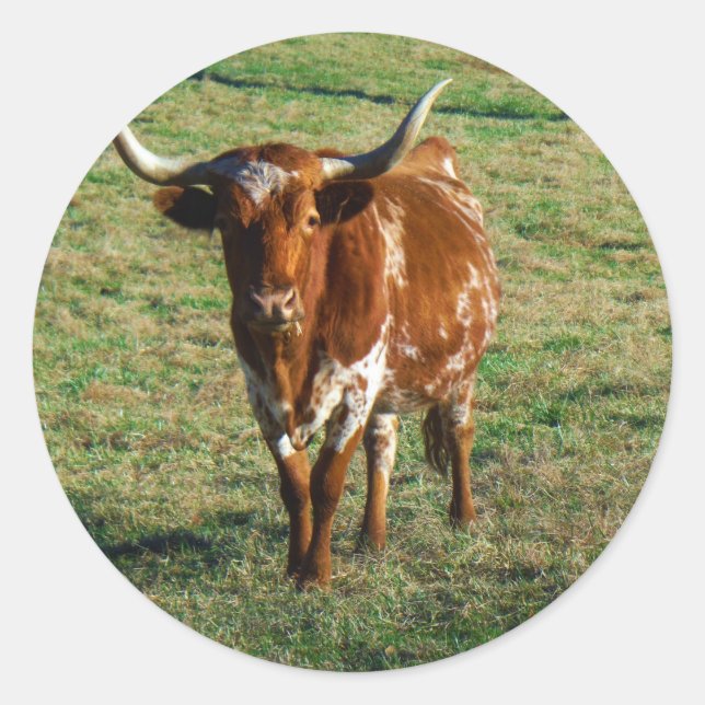 Texas Longhorn Rind Kuh Foto Rustikal Runder Aufkleber (Vorderseite)
