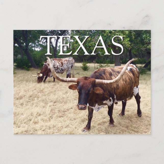 Texas Longhorn Rind Postcard Postkarte (Vorderseite)