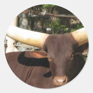 Texas Longhorn Rind Runder Aufkleber
