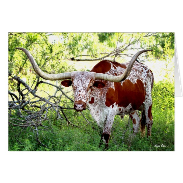 Texas Longhorn Steer (Vorderseite (Horizontal))