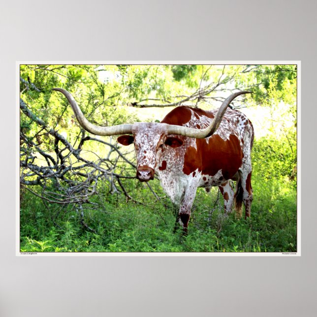 Texas Longhorn Steer Poster (Vorne)